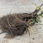 Jahoda (Fragaria x ananassa) ´AROMAS´ stálorodiaca - frigo sadenica, zväzok (10 ks)